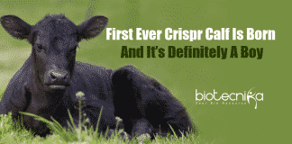 First Ever Crispr Calf Is Born