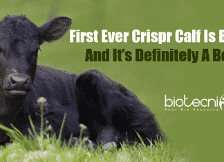 First Ever CRISPR Edited Calf Born After Many Failed Attempts First Ever Crispr Calf Is Born