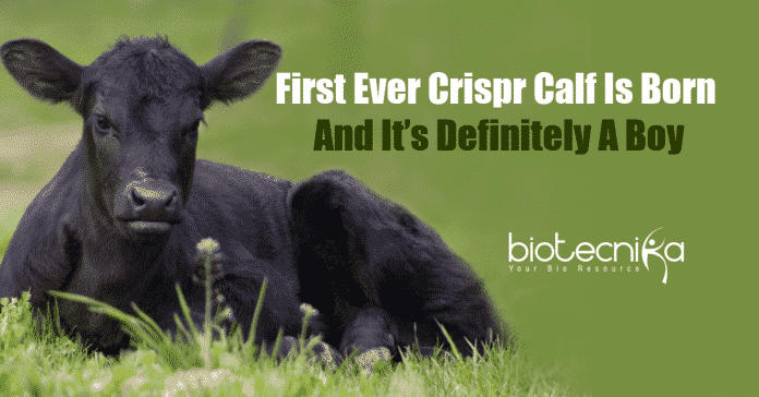 First Ever Crispr Calf Is Born