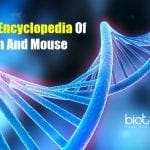 Encyclopedia Launched Describing Inner Workings Of Human And Mouse Genomes Genomic Encyclopedia