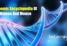 Encyclopedia Launched Describing Inner Workings Of Human And Mouse Genomes Genomic Encyclopedia