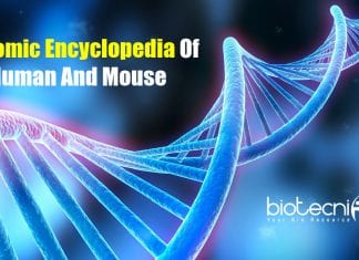 Encyclopedia Launched Describing Inner Workings Of Human And Mouse Genomes Genomic Encyclopedia