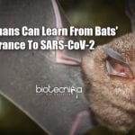 How Bats Fight COVID-19