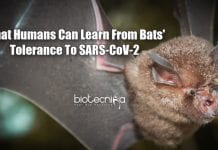Bats’ Tolerance To Viruses Could Provide Clues To Treating COVID-19 In Humans How Bats Fight COVID-19