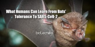 How Bats Fight COVID-19