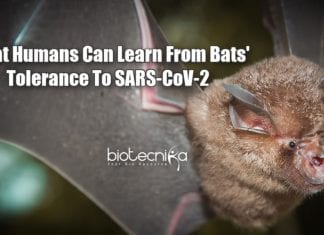 Bats’ Tolerance To Viruses Could Provide Clues To Treating COVID-19 In Humans How Bats Fight COVID-19