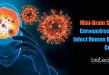 Lab-Grown ‘Mini-Brains’ Suggest COVID-19 Virus Can Infect Brain How coronavirus infects brain cells?