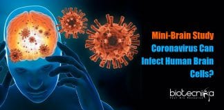 How coronavirus infects brain cells?