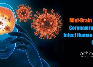 How coronavirus infects brain cells?