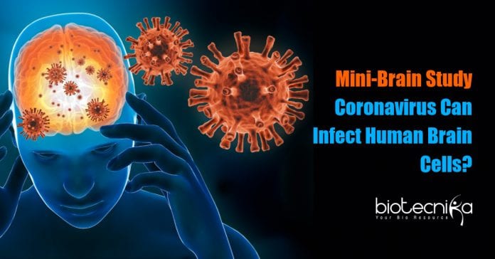 How coronavirus infects brain cells?