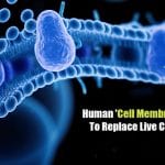 Human ‘Cell Membrane On Chip’ To Accelerate COVID-19 Drug Discovery Human Cell Membrane On Chip