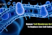 Human ‘Cell Membrane On Chip’ To Accelerate COVID-19 Drug Discovery Human Cell Membrane On Chip