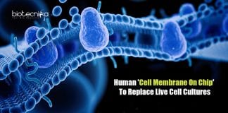 Human Cell Membrane On Chip