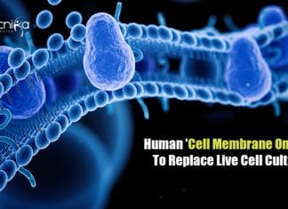 Human Cell Membrane On Chip
