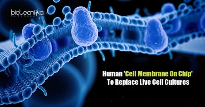 Human Cell Membrane On Chip