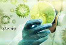 ICAR-NIVEDI Biotech & Life Science SRF Job – Online Interview ICAR-NIVEDI Biotech