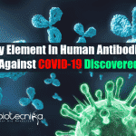 Vital Elements In Human Antibodies Against Coronavirus Discovered Key element in human antibodies