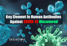 Key element in human antibodies