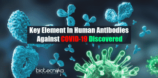 Key element in human antibodies