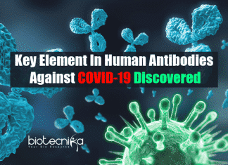 Key element in human antibodies