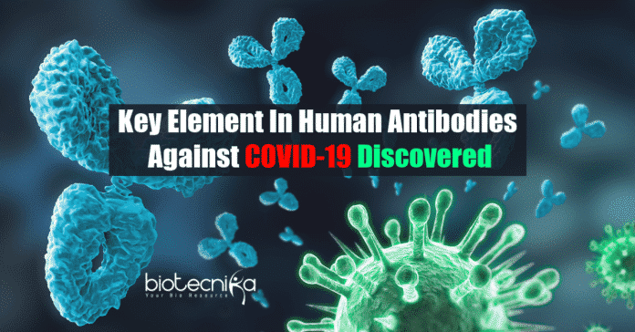 Key element in human antibodies