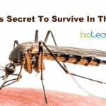 Malaria's secret to survive in blood