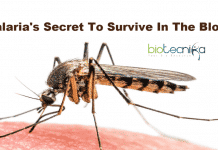 Malaria’s Secret To Survive In The Blood – Uncovered! Malaria's secret to survive in blood