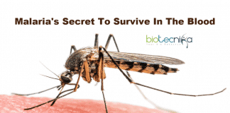 Malaria's secret to survive in blood