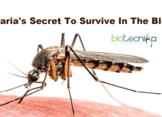 Malaria’s Secret To Survive In The Blood – Uncovered! Malaria's secret to survive in blood
