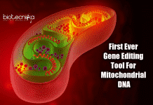 New Tool To Precisely Edit Mitochondrial DNA Mitochondrial genome editing tool