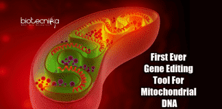Mitochondrial genome editing tool