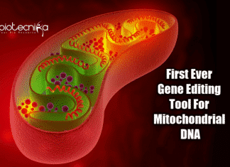 New Tool To Precisely Edit Mitochondrial DNA Mitochondrial genome editing tool