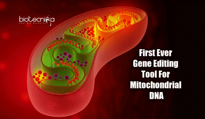 Mitochondrial genome editing tool