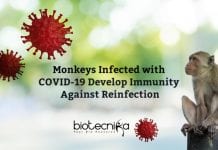Study Shows COVID-19 Infected Monkeys Develop Short-term Immunity When Reinfected Monkeys infected with Coronavirus