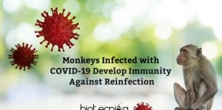 Monkeys infected with Coronavirus