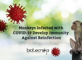Study Shows COVID-19 Infected Monkeys Develop Short-term Immunity When Reinfected Monkeys infected with Coronavirus