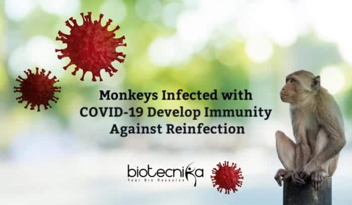 Monkeys infected with Coronavirus