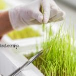 NIPGR Scientist Job Vacancy