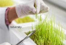 NIPGR Scientist Job Vacancy With Rs. 1.66 Lakh pm Pay NIPGR Scientist Job Vacancy