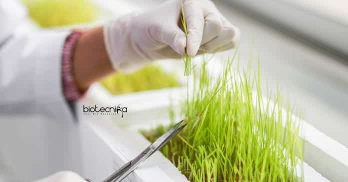NIPGR Scientist Job Vacancy