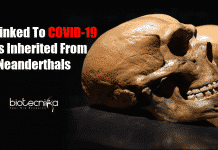 DNA Inherited From Neanderthals Linked To Increased COVID-19 Risk Neanderthals DNA linked to COVID-19