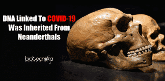 Neanderthals DNA linked to COVID-19