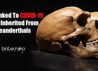 DNA Inherited From Neanderthals Linked To Increased COVID-19 Risk Neanderthals DNA linked to COVID-19