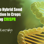 One-step hybrid seed production