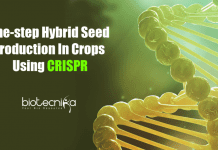 CRISPR Allows One-step Hybrid Seed Production In Crops One-step hybrid seed production
