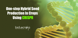 One-step hybrid seed production