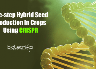 CRISPR Allows One-step Hybrid Seed Production In Crops One-step hybrid seed production