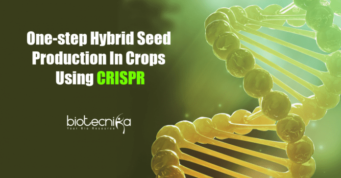 One-step hybrid seed production