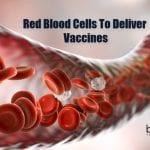 RBCs To Deliver Vaccines