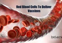 Harnessing Innate Immune Function Of RBCs To Deliver Vaccines RBCs To Deliver Vaccines